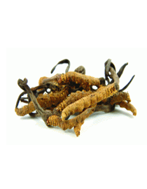 Đông trùng hạ thảo